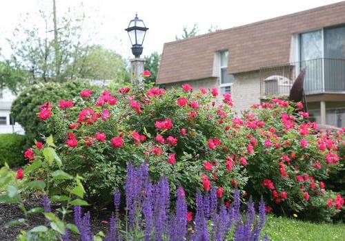 Garden with pink and purple flowers outside of 450 Green apartments for rent in Norristown, PA